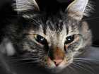 Keeping Your Cat Calm at Night